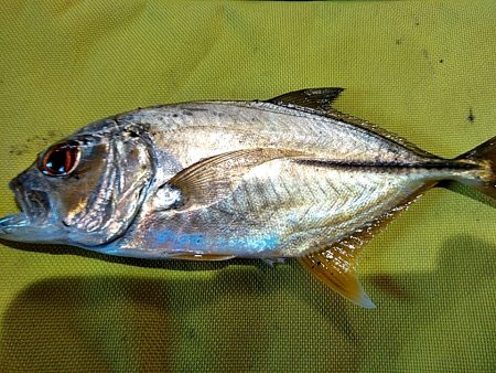 メッキが釣れましたね!!