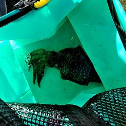 アオリイカ 昼間も釣れました!!