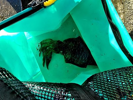 アオリイカ 昼間も釣れました!!