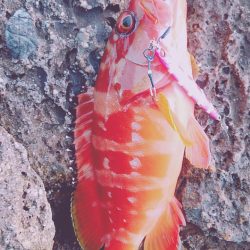 アオリイカ、アカハタ