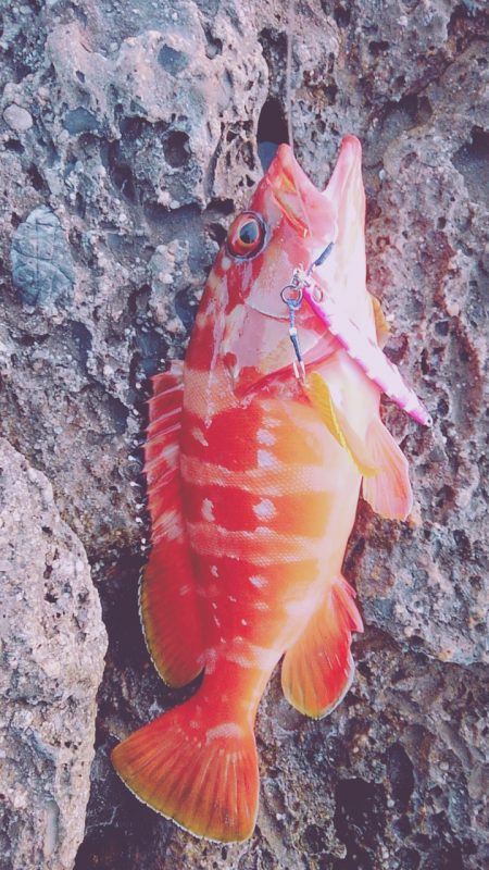 アオリイカ、アカハタ