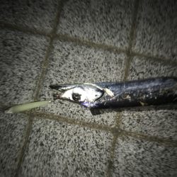 灘浜のタチウオ