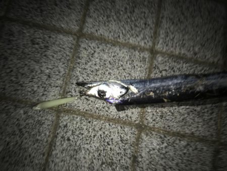 灘浜のタチウオ