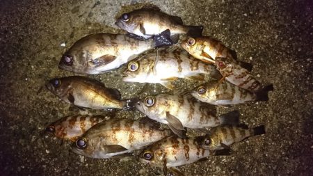 メバリング開幕