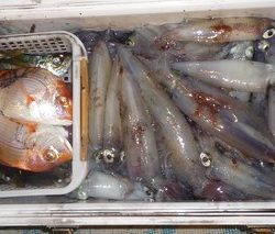 松福丸 釣果