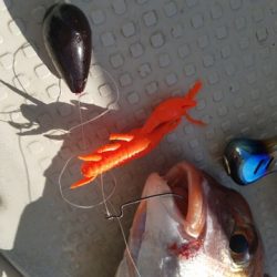 遊漁船 ニライカナイ 釣果