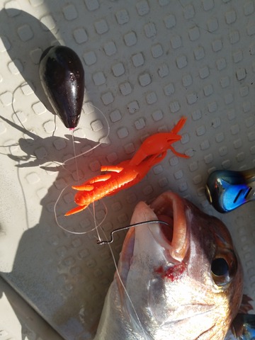 遊漁船 ニライカナイ 釣果