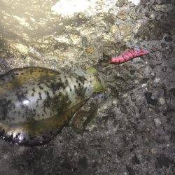 中紀で秋イカ、もうそろそろ中紀のエギングも終盤か、、、。