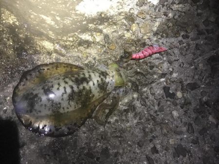 中紀で秋イカ、もうそろそろ中紀のエギングも終盤か、、、。