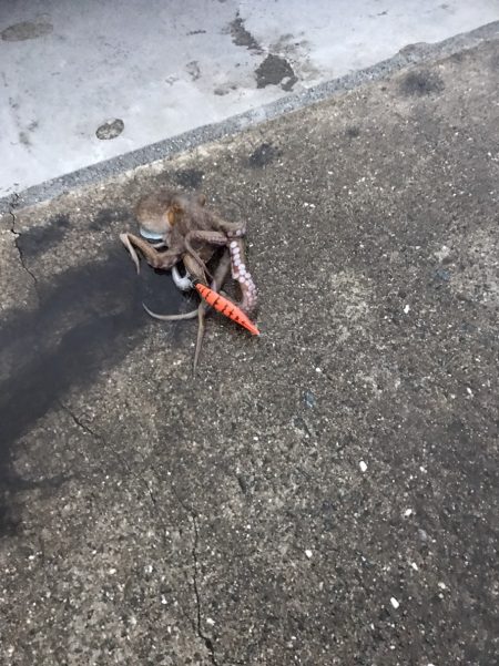 中紀のエギングでアオリイカにヒラメにタコｗ