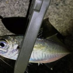 なんとかアジ発見