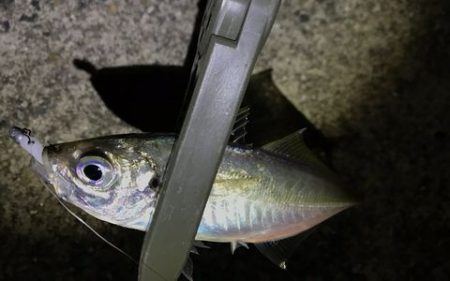 なんとかアジ発見