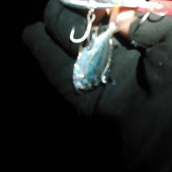 浜名湖 クロダイ シーバスは釣れず