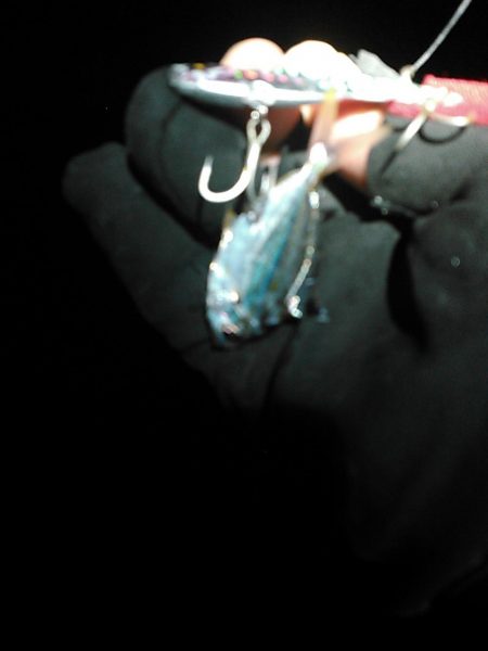 浜名湖 クロダイ シーバスは釣れず