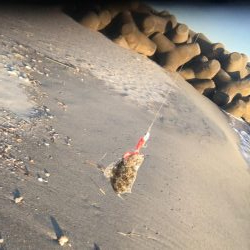 念願の遠州灘遠征