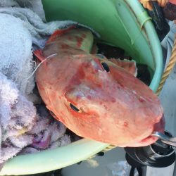 ボートエギング