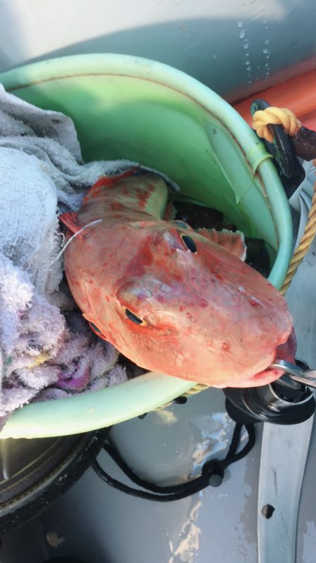 ボートエギング