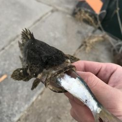 メバリング爆撃