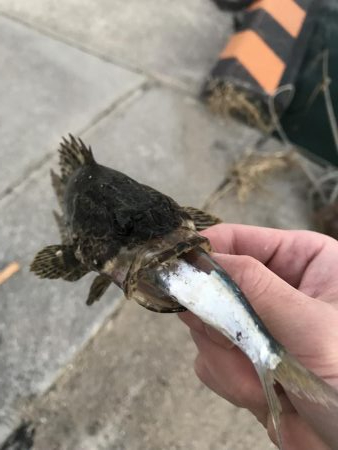 メバリング爆撃