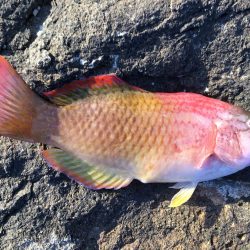 シーズンですね