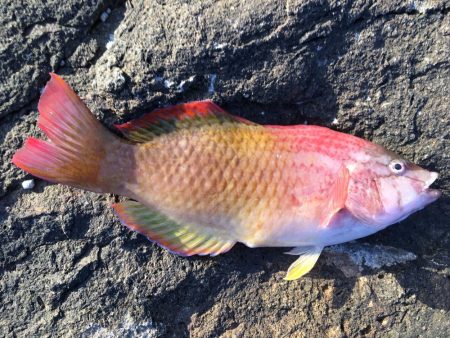 シーズンですね