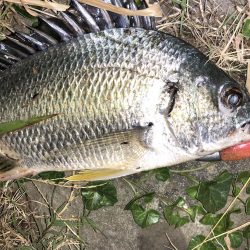 マゴチ調査一日目