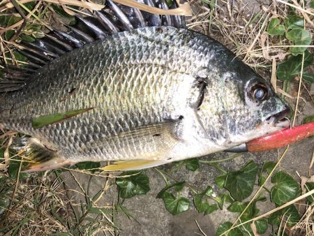 マゴチ調査一日目