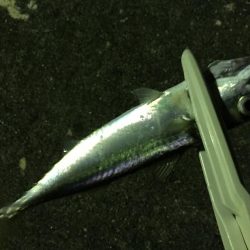 ライトライトライト