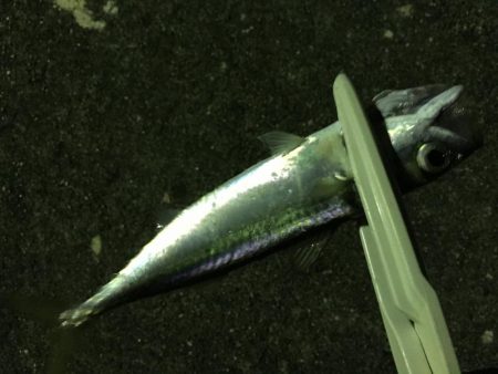 ライトライトライト