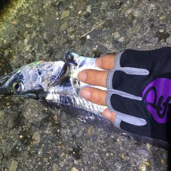 がんばれ！横浜タチウオ