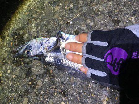 がんばれ！横浜タチウオ