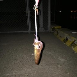 ポツポツヒイカ