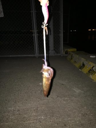 ポツポツヒイカ