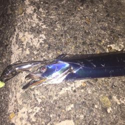 タチウオが釣れない・・・。