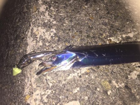 タチウオが釣れない・・・。