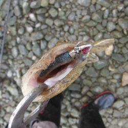 シーバス狙いがフラット祭り