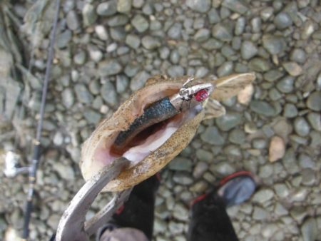 シーバス狙いがフラット祭り