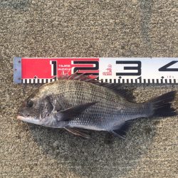 今週の釣果報告！11月10日（土）