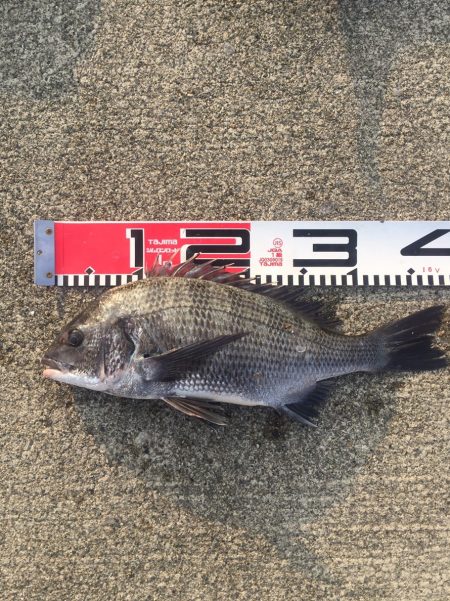 今週の釣果報告！11月10日（土）