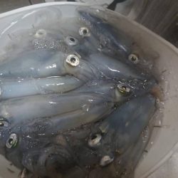 まだまだ好調ヒイカ