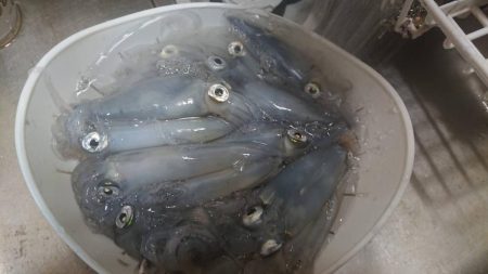 まだまだ好調ヒイカ