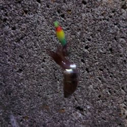 めっちゃ渋い(>_<)