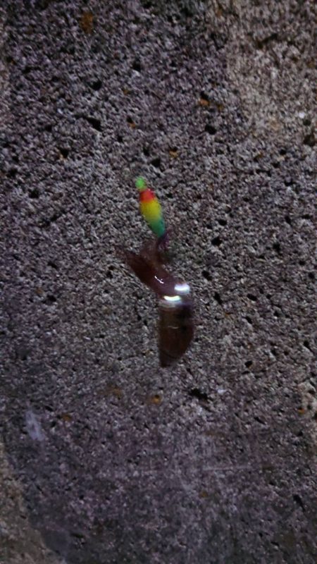 めっちゃ渋い(>_<)