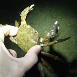 モクズガニ釣り その2