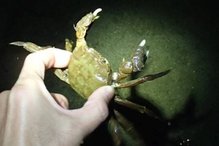 モクズガニ釣り その2