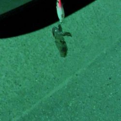 深夜のメバル&ベイカ