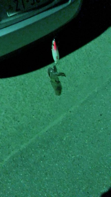 深夜のメバル&ベイカ