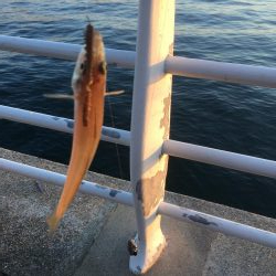 初めてのテンヤ