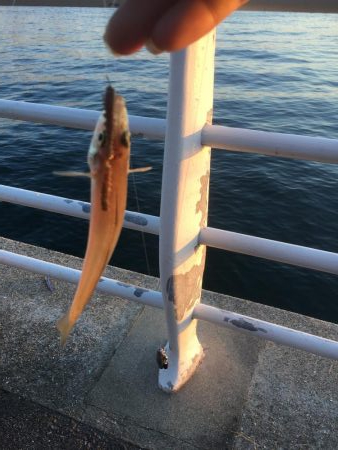 初めてのテンヤ