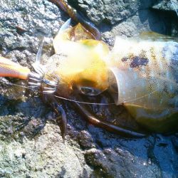 良型ばらしも、最後にリベンジ～！